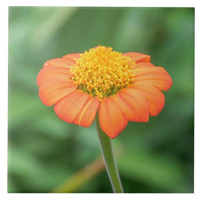 Orange daisy view ceramic tile (Front)