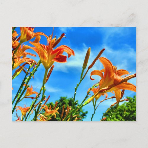 Orange Day Lilies Reaching for the Sun Postcard