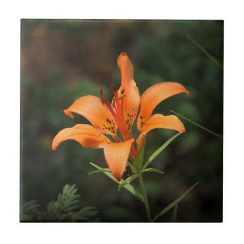 Orange Day Lily Daylily Flower Plant Tiger Daylily Ceramic Tile