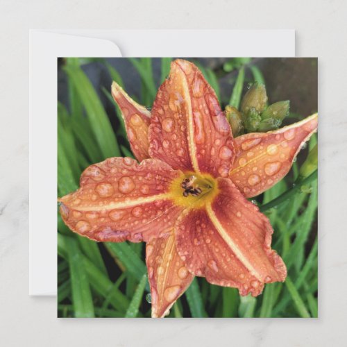Orange Day Lily Greetings Card