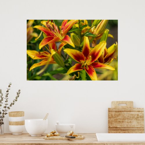 Orange Daylily Art Canadian Photography Poster