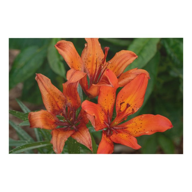 Orange Daylily Art, Canadian Photography Wood Wall Art (Front)