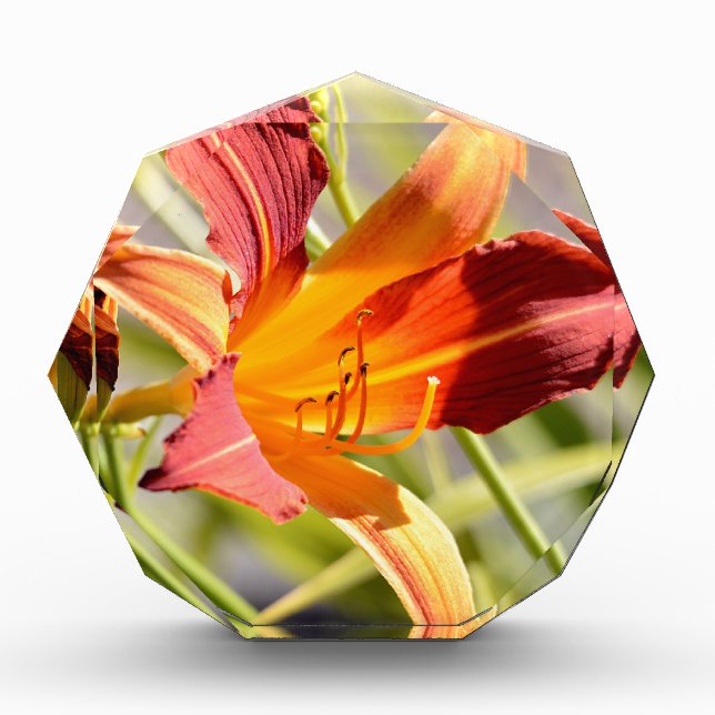 Orange daylily award (Front)