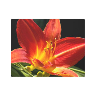 Orange Daylily Bloom Floral Metal Print