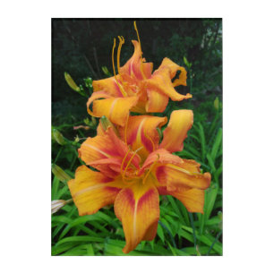 Orange Daylily Blooms Acrylic Print