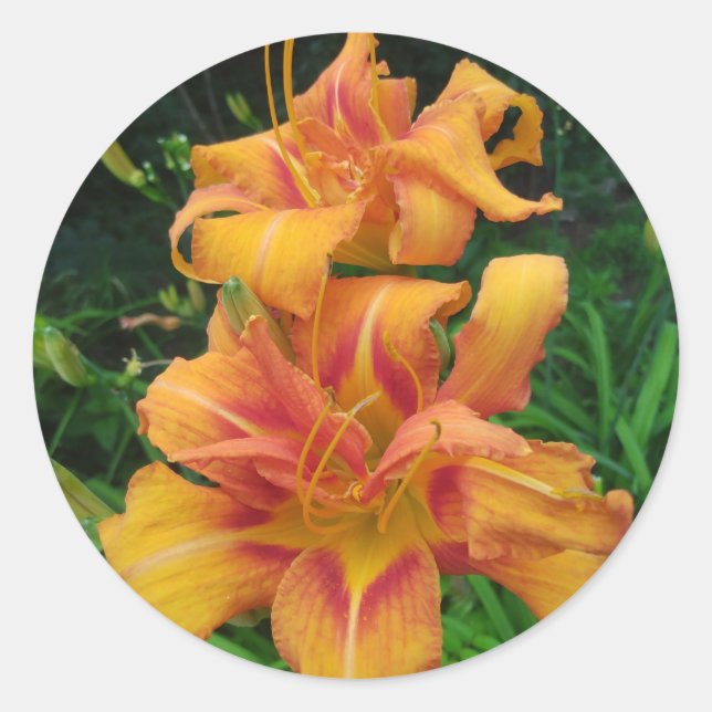 Orange Daylily Blooms Classic Round Sticker (Front)