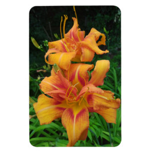 Orange Daylily Blooms Magnet