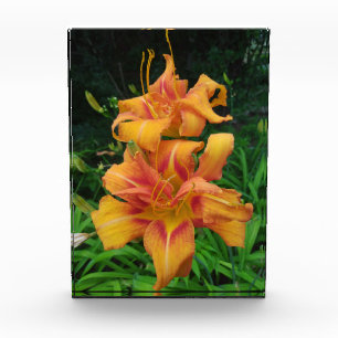 Orange Daylily Blooms Photo Block