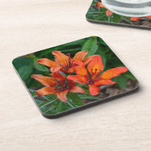 Orange Daylily Canadian Flower Photography Beverage Coaster