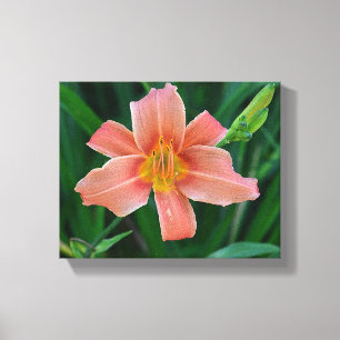 Orange Daylily Canvas Print