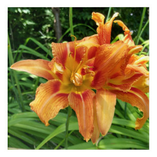 Orange Daylily Flowers Horizontal Acrylic Print