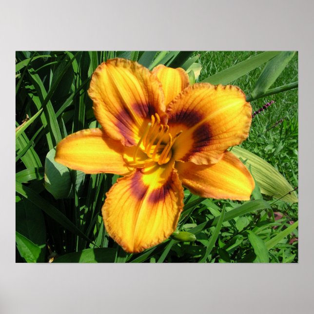 Orange Daylily Poster (Front)