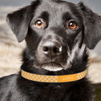 Orange Dog Paws Pattern With Custom Name Pet Collar