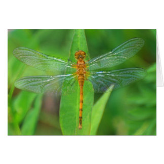 Orange Dragonfly Cards