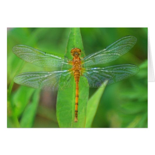 Orange Dragonfly Cards (Front Horizontal)