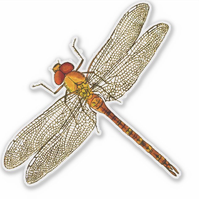 Orange Dragonfly Contour Sticker (Front)