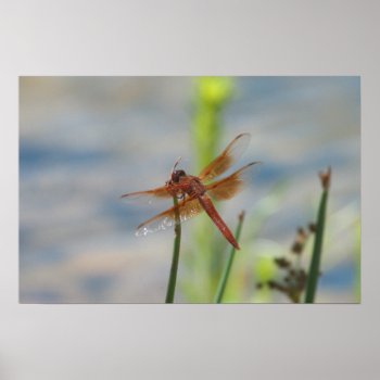 Orange Dragonfly Nature Poster by bluerabbit at Zazzle