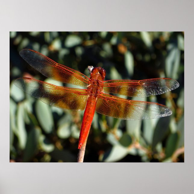 Orange dragonfly with open wings poster (Front)