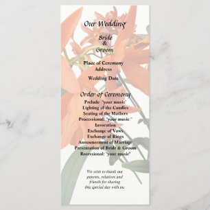 Orange Epidendrum Orchid Program