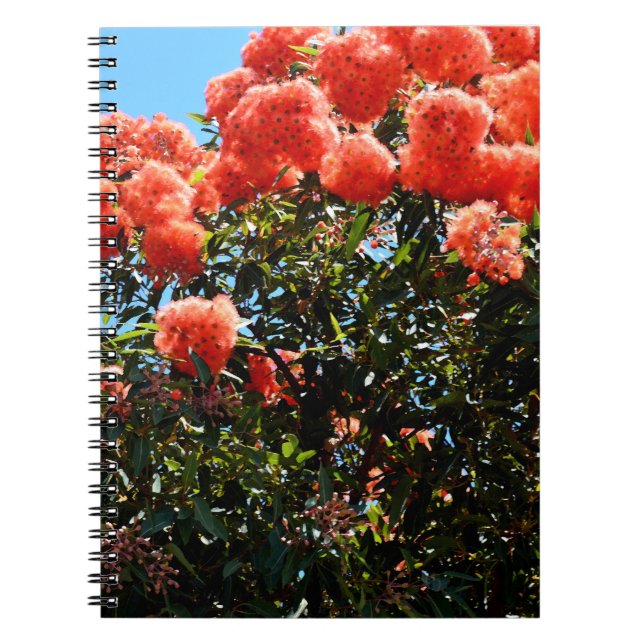 Orange Eucalyptus Flower Tree, Notebook (Front)