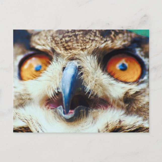 Orange Eyed Owl Postcard (Front)