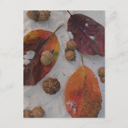 Orange fall leaves and acorns postcard