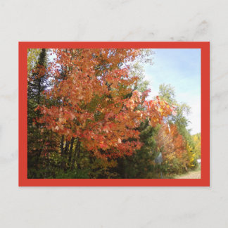 Orange Fall Splendor in MN Postcard