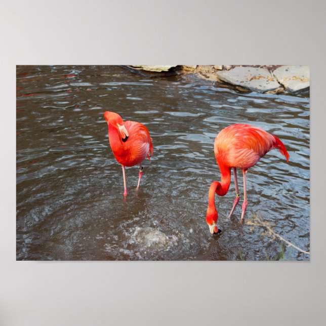 Orange Flamingos Photo Poster (Front)
