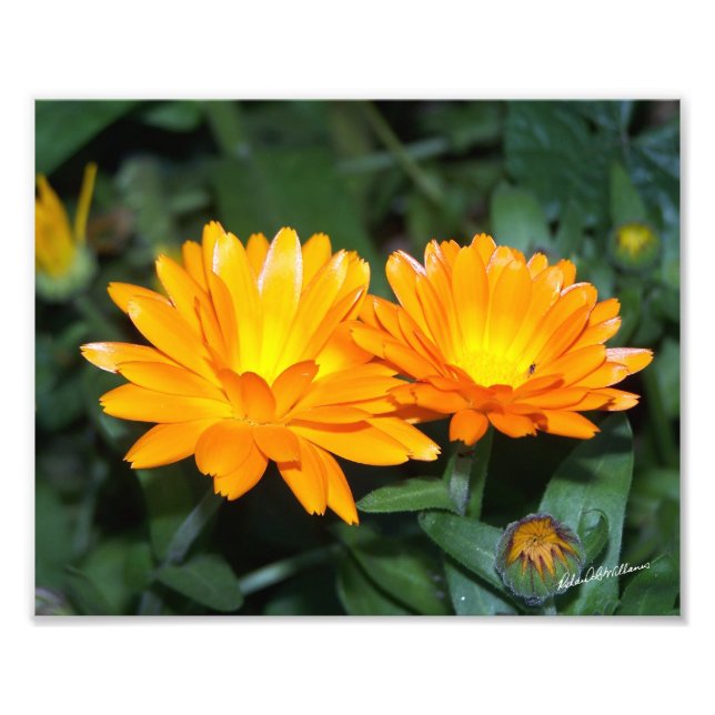 Orange Flower #2204 Photo Print (Front)