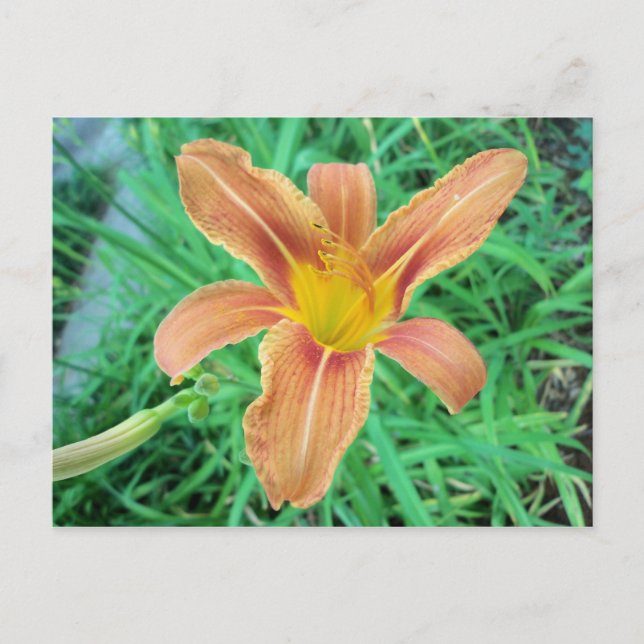 Orange Flower 2 Postcard (Front)