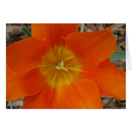 Orange Flower at the Garden Cards (Front Horizontal)