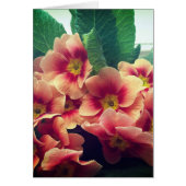 Orange Flower Blank Card (Front)