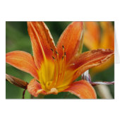 Orange Flower Card (Front Horizontal)