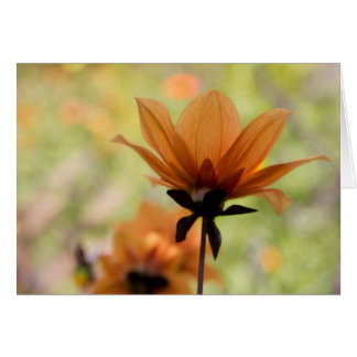 Orange Flower Cards