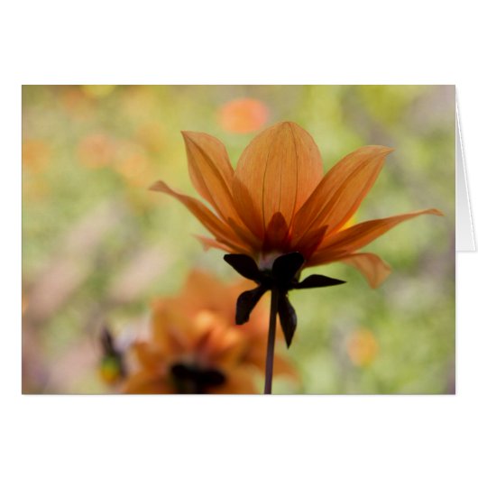 Orange Flower Cards (Front Horizontal)
