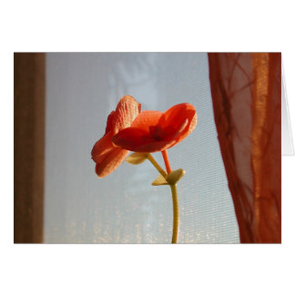orange Flower Cards