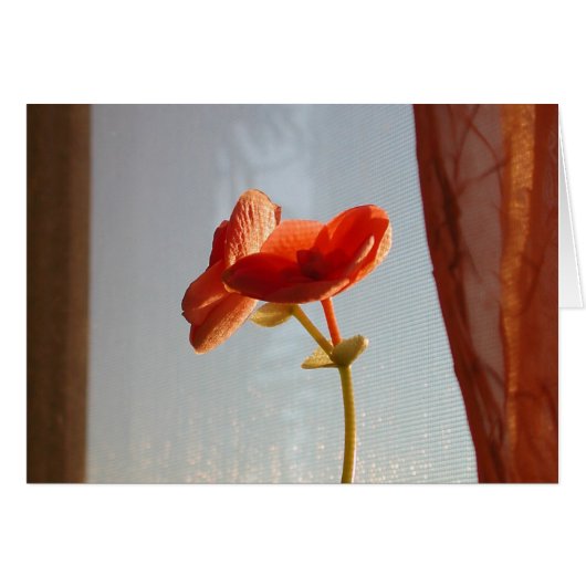orange Flower Cards (Front Horizontal)