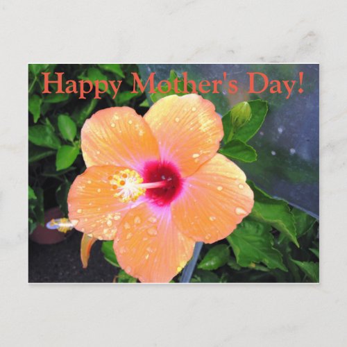 Orange Flower Happy Mothers Day Postcard