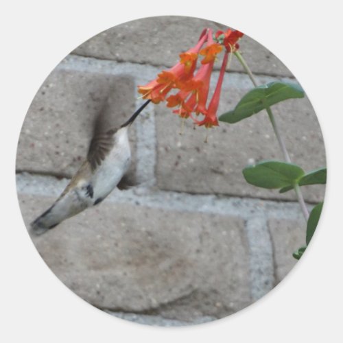 Orange flower Hummingbird Classic Round Sticker