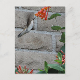 Orange flower Hummingbird Postcard