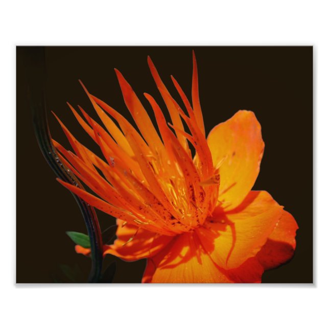 Orange Flower In Sunshine Floral 8x10 Photo Print (Front)