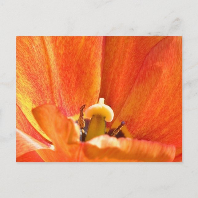 Orange flower macro postcard (Front)
