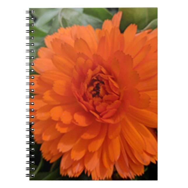 Orange Flower Notebook (Front)