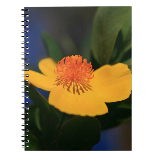Orange Flower Notebook (Front)