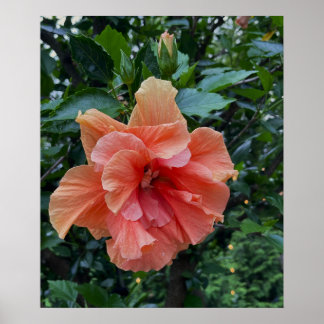 Orange Flower Photo Poster