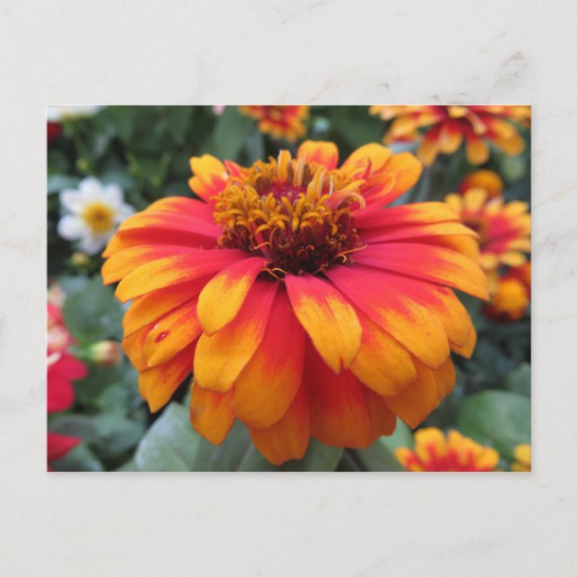 Orange Flower Postcard (Front)