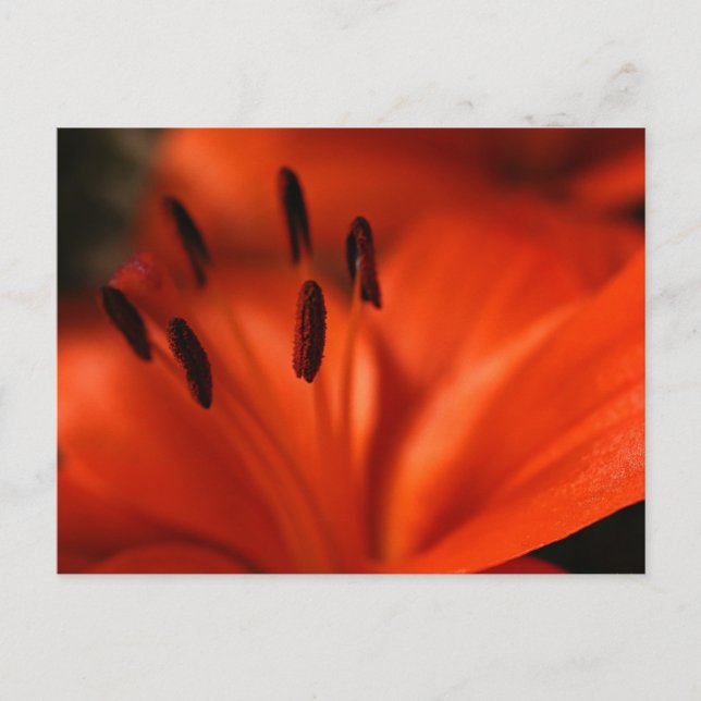 Orange Flower Postcard (Front)