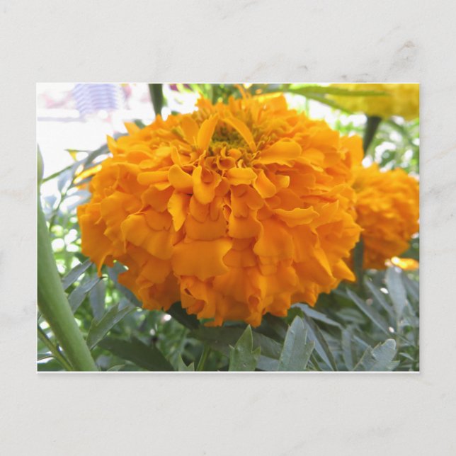 Orange Flower Postcard (Front)