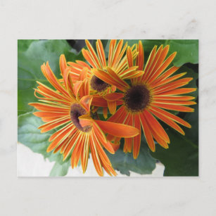 Orange Flower Trio Postcard