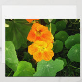 Orange flowers (Front/Back)
